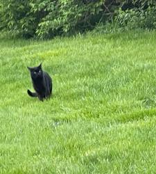 Found/Stray Male Cat last seen Avondale and Beech Daly, Inkster, MI 48141