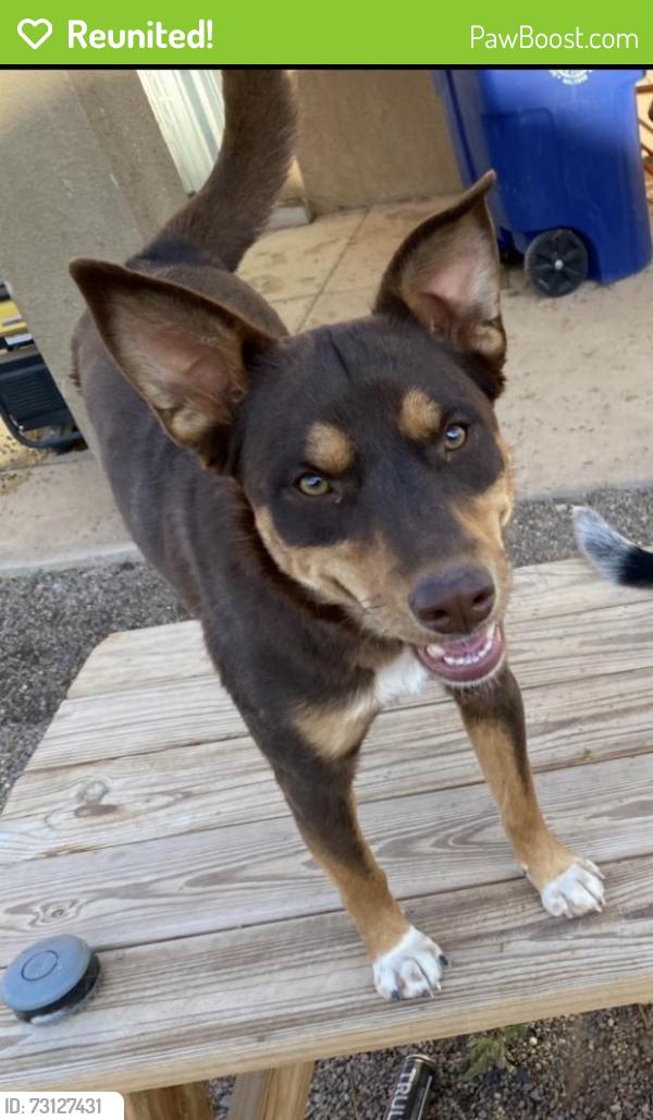 Reunited Female Dog last seen Crane and red Robin, Albuquerque, NM 87121