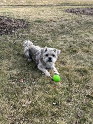 Reunited Male Dog last seen Lac la Belle and La Belle Villa, Oconomowoc, WI 53066