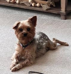 Reunited Female Dog last seen Near Junction Plaza Ashburn, VA 20147 United States, Ashburn, VA 20147