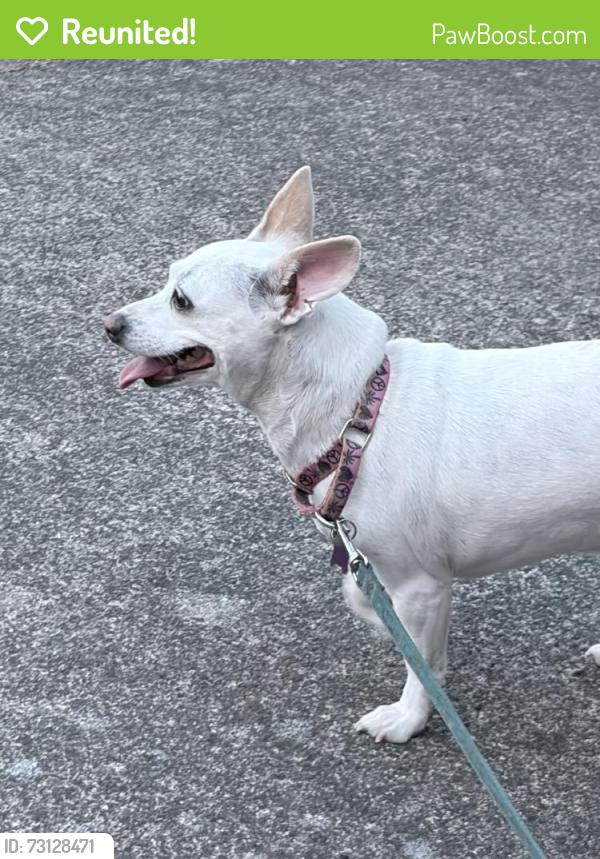 Reunited Female Dog last seen Near SE 8th St, Troutdale, OR 97060, USA, Troutdale, OR 97060