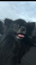 Lost Female Dog last seen Landess, Milpitas, CA 95035