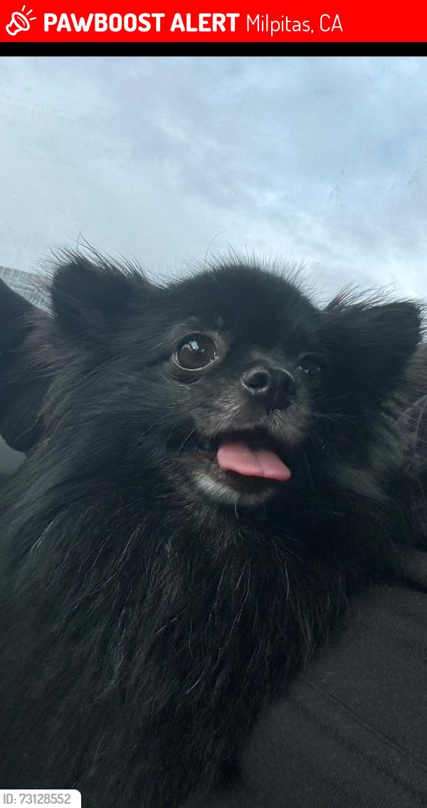 Lost Female Dog last seen Landess, Milpitas, CA 95035