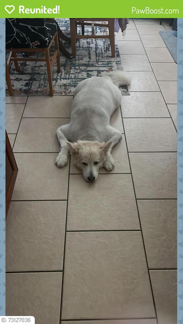Reunited Male Dog last seen Alvin Dr, Killeen, TX 76542