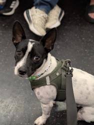 Lost Male Dog last seen Montgomery Street/Cherry Street , New York, NY 10002