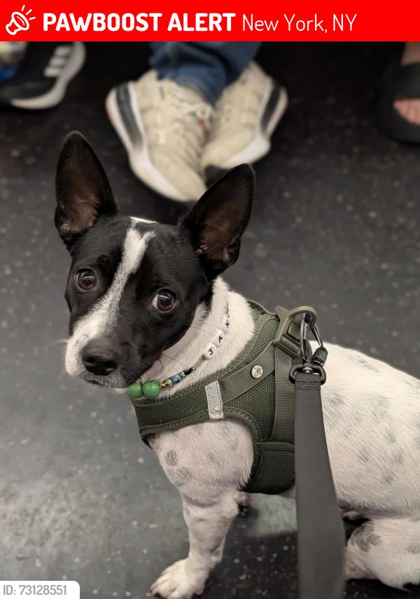 Lost Male Dog last seen Montgomery Street/Cherry Street , New York, NY 10002