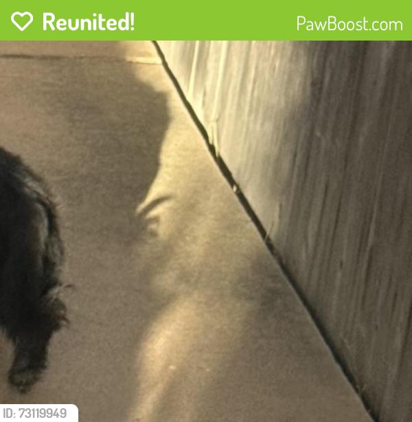 Reunited Male Dog last seen Carmel Creek Rd, San Diego, CA 92130
