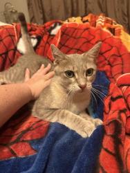 Reunited Male Cat last seen Benbrook & Shiloh, Dallas, TX 75228