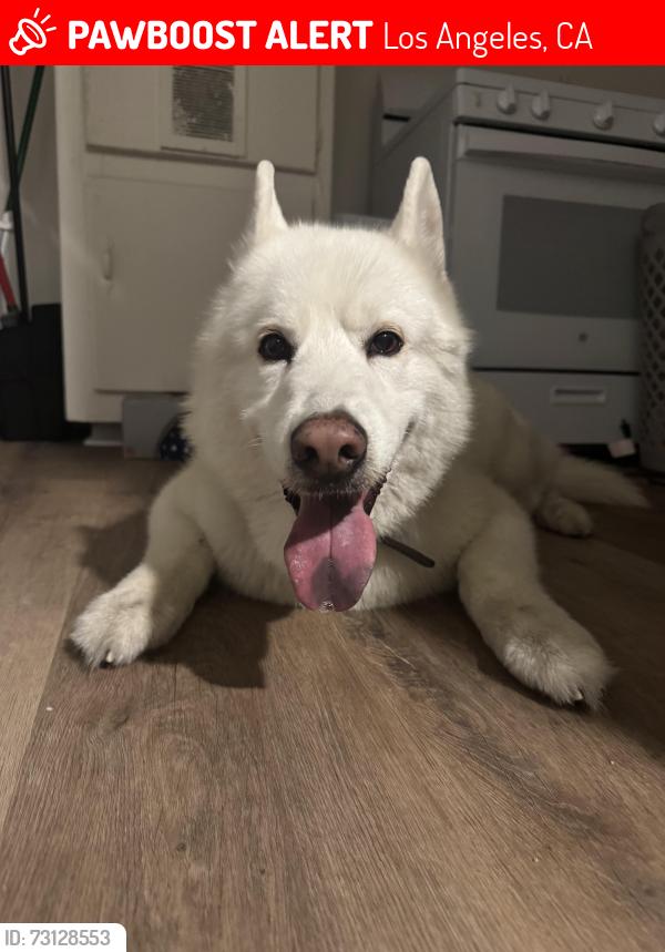Lost Male Dog last seen Victory/Vineland, Los Angeles, CA 91606