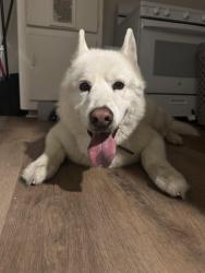 Lost Male Dog last seen Victory/Vineland, Los Angeles, CA 91606
