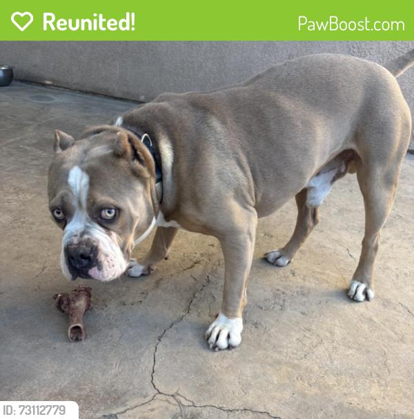 Reunited Male Dog last seen Via Santa Catalina Winchester, Winchester, CA 92596