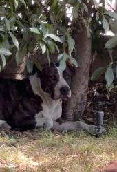Found/Stray Female Dog last seen Chase and Lennox, Los Angeles, CA 91402
