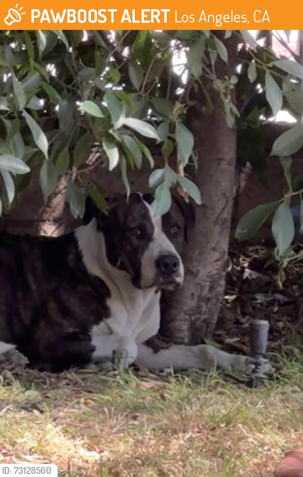 Found/Stray Female Dog last seen Chase and Lennox, Los Angeles, CA 91402