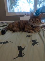 Lost Female Cat last seen SW Donovan St, Seattle, WA 98126