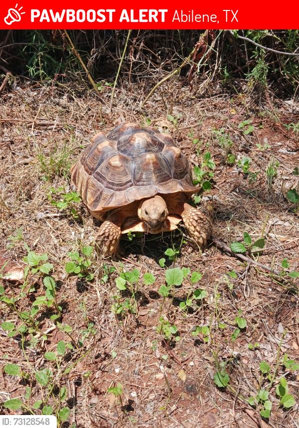 Lost Male Reptile last seen Creek near the street, Abilene, TX 79605