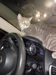 Found/Stray Unknown Cat last seen 13th and woodlawn, Wichita, KS 67208