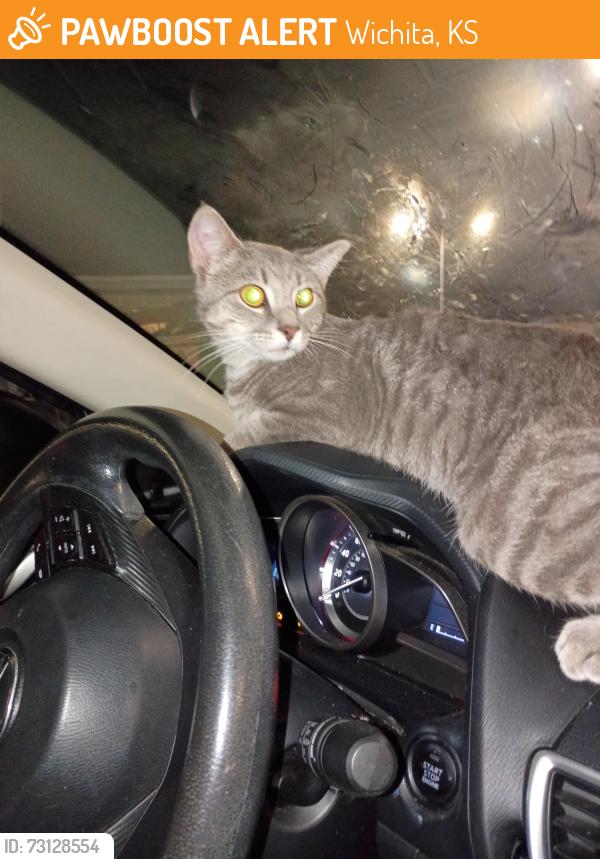 Found/Stray Unknown Cat last seen 13th and woodlawn, Wichita, KS 67208