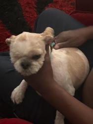 Reunited Female Dog last seen Major and burkholder, Henderson, NV 89015