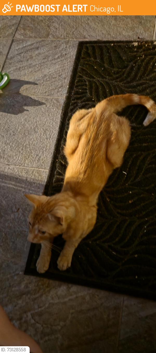 Found/Stray Male Cat last seen Yard, Chicago, IL 60639
