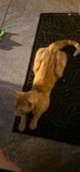 Found/Stray Male Cat last seen Yard, Chicago, IL 60639