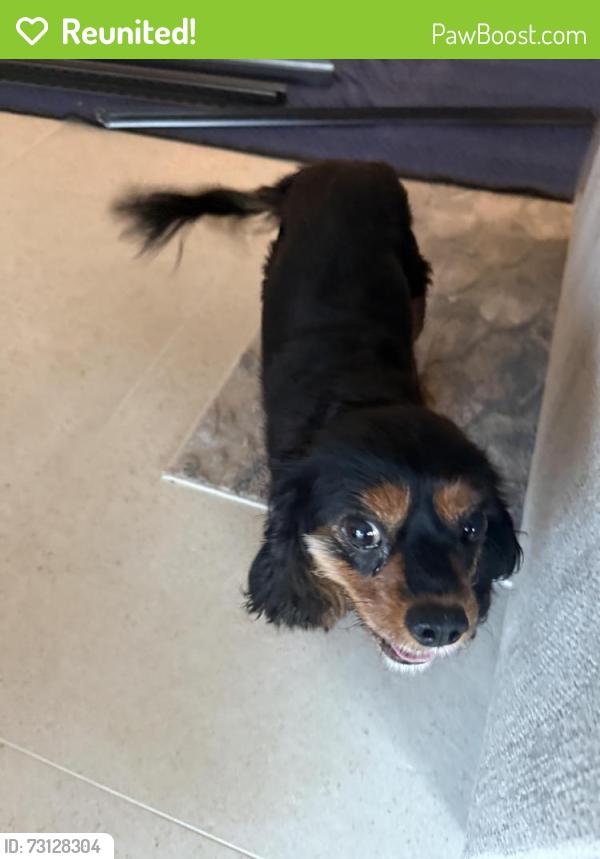 Reunited Female Dog last seen Adams & Starlight, Bermuda Dunes, CA 92203