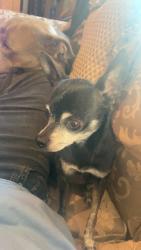 Lost Male Dog last seen Near S van buren st San Angelo tx, San Angelo, TX 76901
