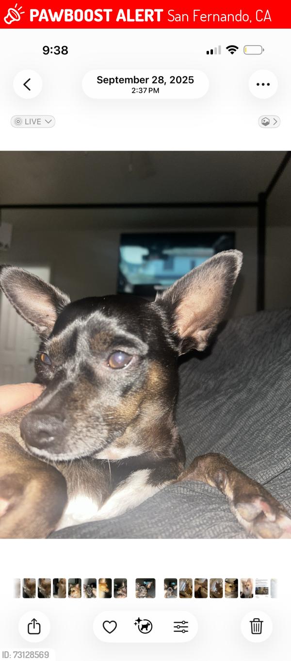 Lost Female Dog last seen Glenoaks and concoar, San Fernando, CA 91341