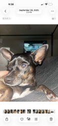 Lost Female Dog last seen Glenoaks and concoar, San Fernando, CA 91341