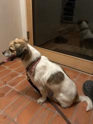 Reunited Female Dog last seen Stratford Rd & N Ave 57, Los Angeles, CA 90042