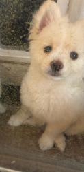Lost Male Dog last seen Jackson heights, McQueen Ave, Mobile, AL 36609