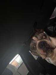Reunited Male Dog last seen Chapel creek, Fort Worth, TX 76108