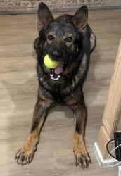 Reunited Male Dog last seen Near Bancroft and Camino Paz, Spring Valley, CA 91941
