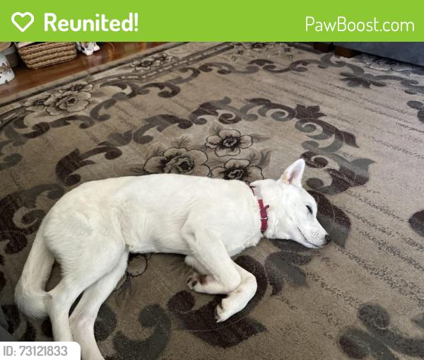 Reunited Female Dog last seen Near the Montebello YMCA, Montebello, CA 90640