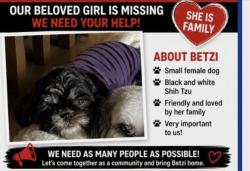 Lost Female Dog last seen Near w fifth st Merced, Merced, CA 95341