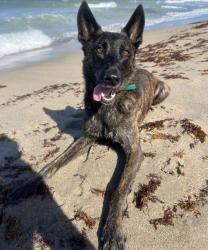 Reunited Female Dog last seen Lawton Chiles Elementary School, Gainesville, FL 32608