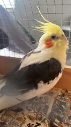 Found/Stray Unknown Bird last seen Commerce, North Las Vegas, NV 89030