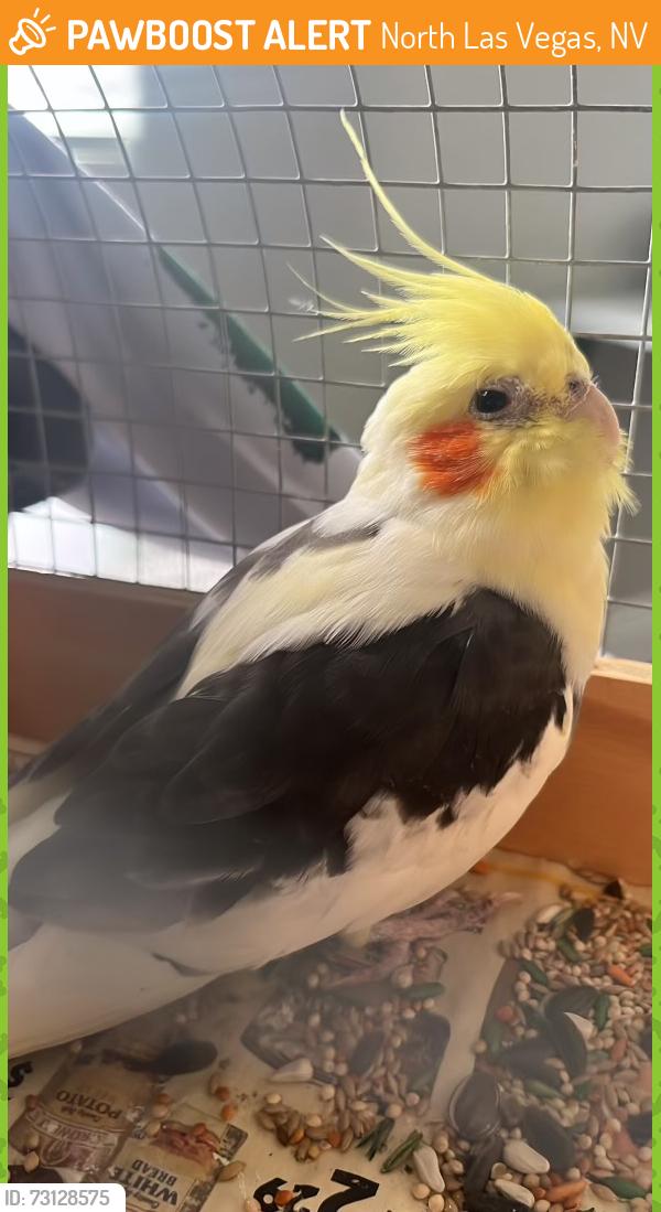 Found/Stray Unknown Bird last seen Commerce, North Las Vegas, NV 89030