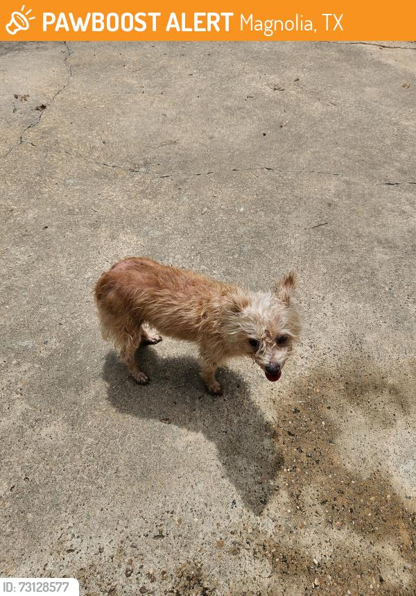 Rehomed Female Dog last seen Hardin store, Magnolia, TX 77354