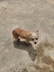 Found/Stray Female Dog last seen Hardin store, Magnolia, TX 77354