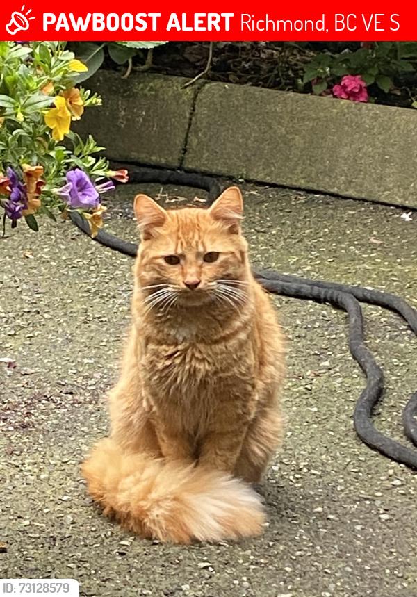 Lost Male Cat last seen #1 & Steveston, Richmond, BC V7E 4S9