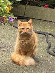 Lost Male Cat last seen #1 & Steveston, Richmond, BC V7E 4S9