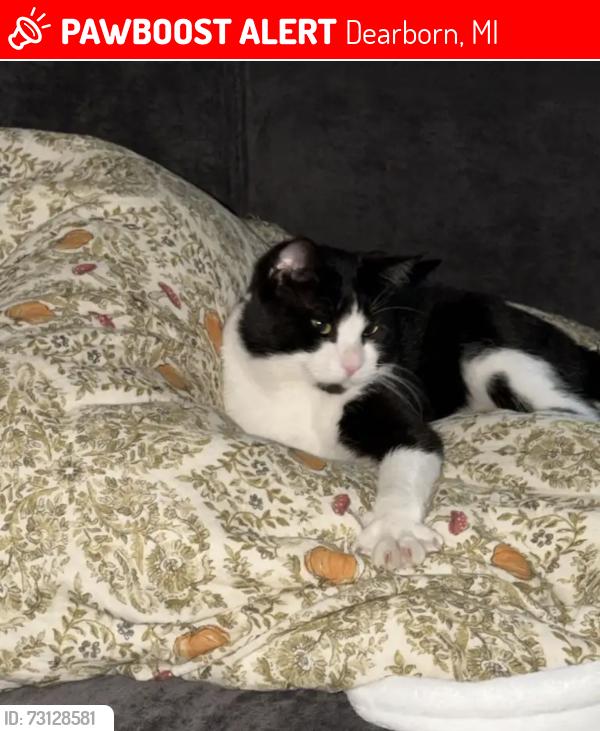 Lost Male Cat last seen South telegraph rd and loyd ct, Dearborn, MI 48124