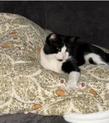 Lost Male Cat last seen South telegraph rd and loyd ct, Dearborn, MI 48124
