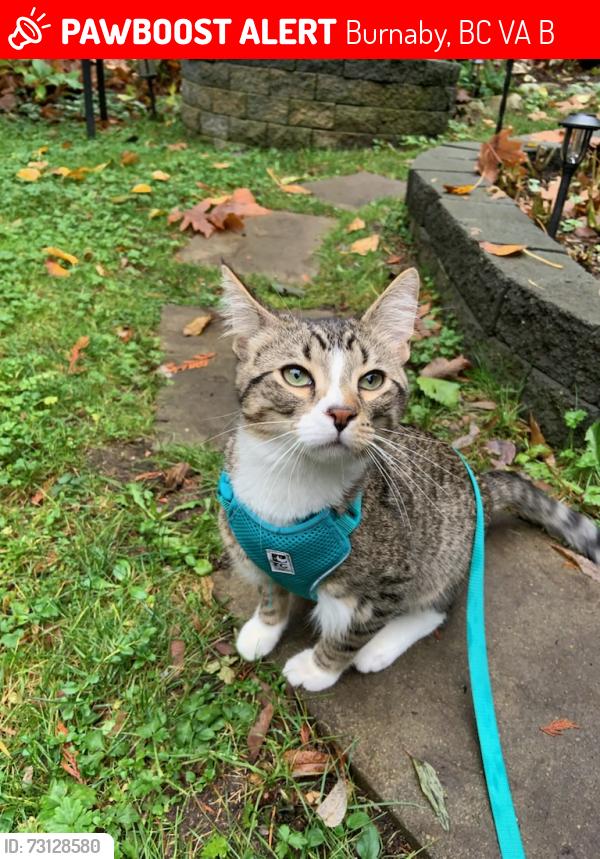 Lost Male Cat last seen Underhill Avenue, Burnaby, BC V5A 4B7