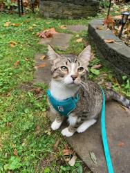 Lost Male Cat last seen Underhill Avenue, Burnaby, BC V5A 4B7