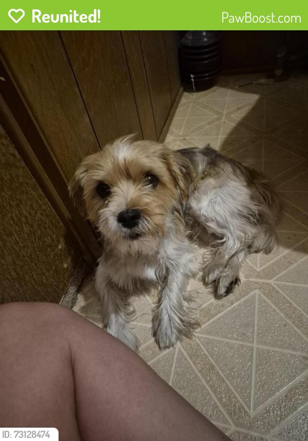 Reunited Male Dog last seen Carnauba st, Tucson, AZ 85705