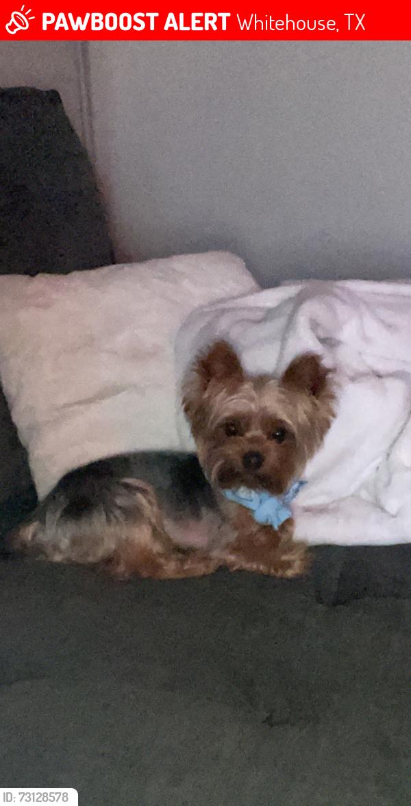 Lost Male Dog last seen The ranch on Rhodes quarter, Whitehouse, TX 75791