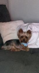 Lost Male Dog last seen The ranch on Rhodes quarter, Whitehouse, TX 75791