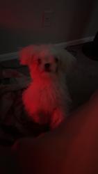 Reunited Female Dog last seen I-44 E Tulsa, OK 74107 United States, Tulsa, OK 74107