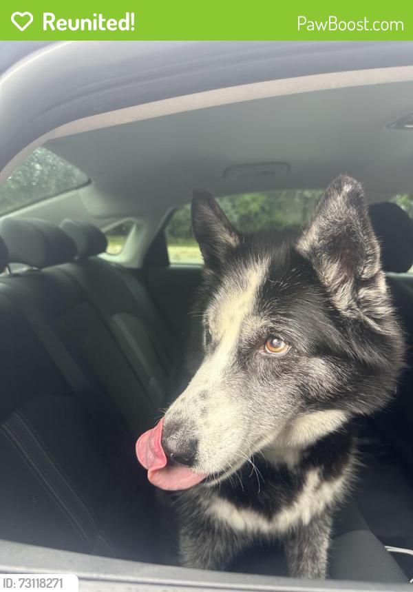 Reunited Male Dog last seen 10th line and waxwing drive, Mississauga, ON 